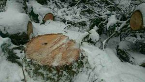 Outrage at illegal tree cutting on Eagle River Nature Trails
